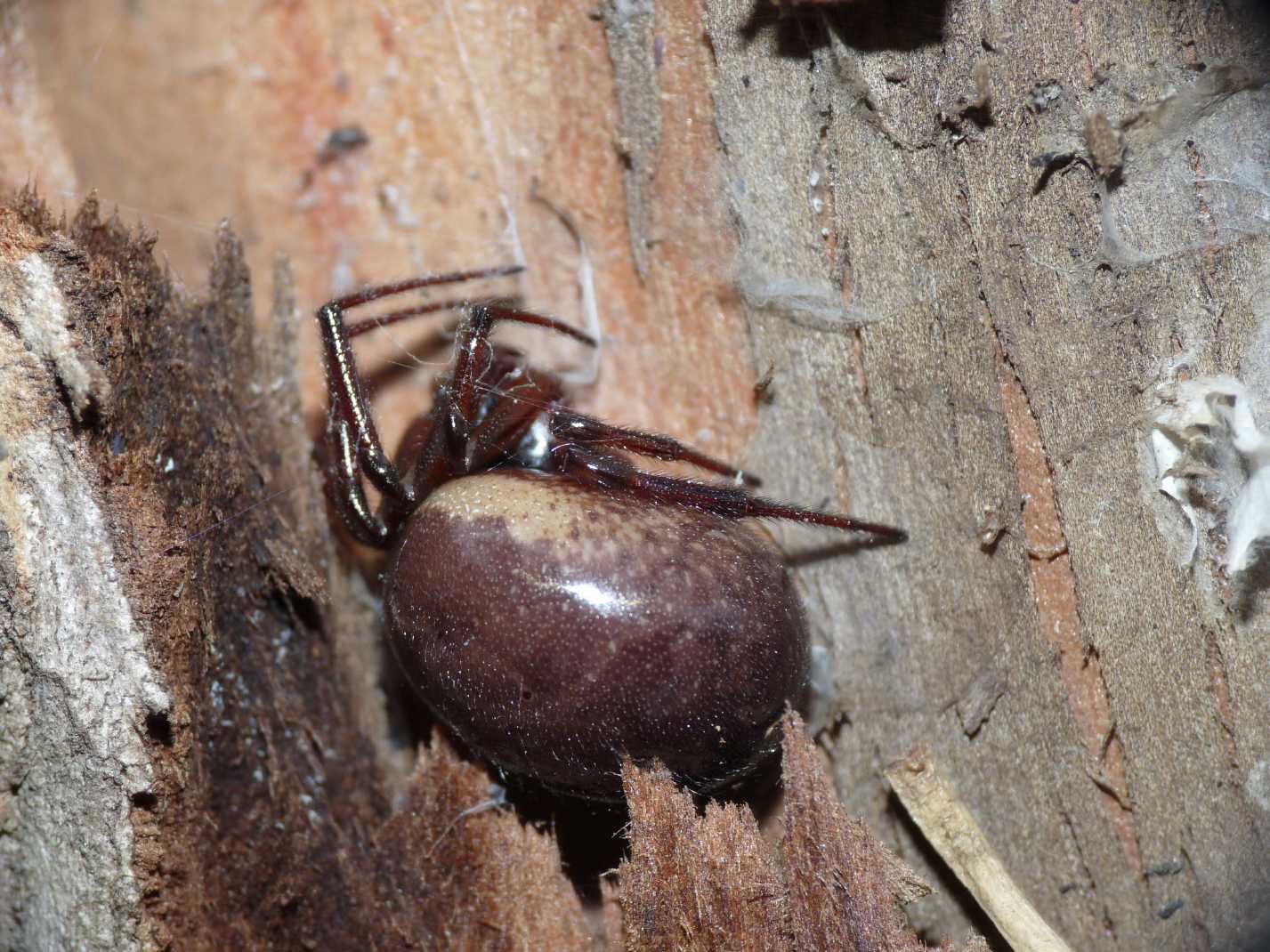 Steatoda nobilis